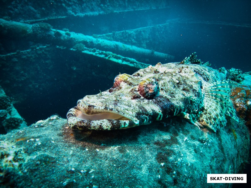 Рыба Крокодил замаскировалась на борту затопленной железной громадины Thistlegorm