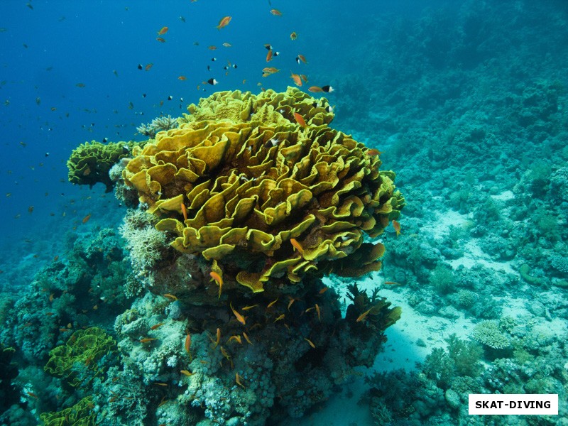 Небольшой капустный коралл действительно очень похож на кочан цветной капусты