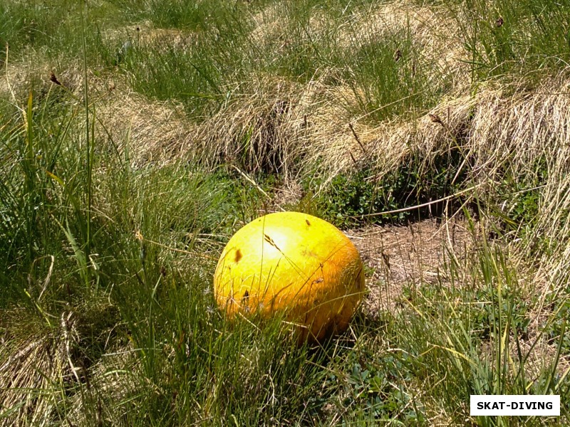 А по дороге на Ледовую базу в траве мы нашли шар для боулинга, хотя по правде это дыня, взятая нами для поедания на высоте
