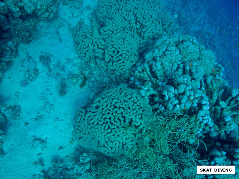 Мозговик: самый умный коралл Красного моря.