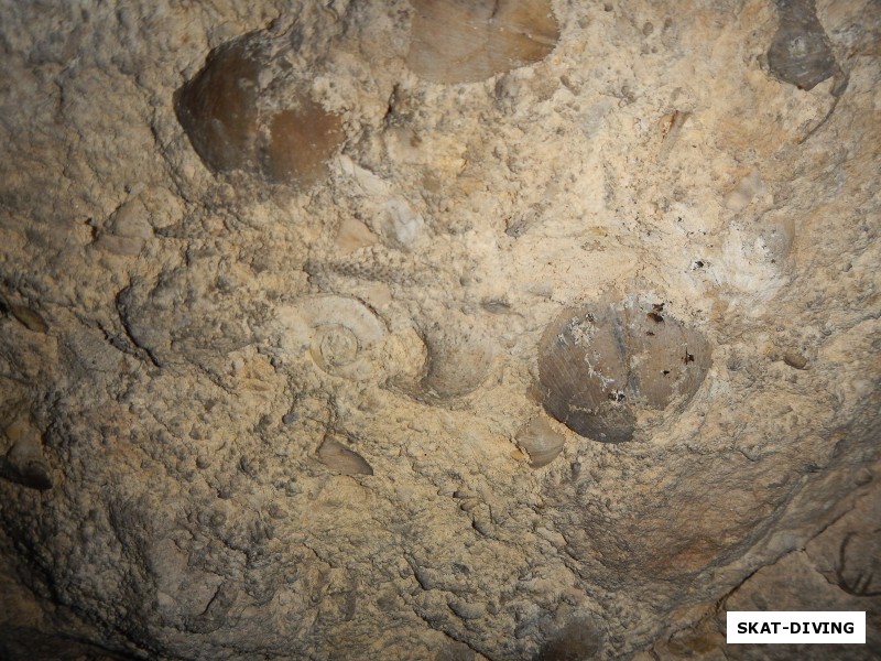 Известняк - порода, образованная, в основном, скелетами животных, поэтому в стенах повсюду можно встретить окаменелости!