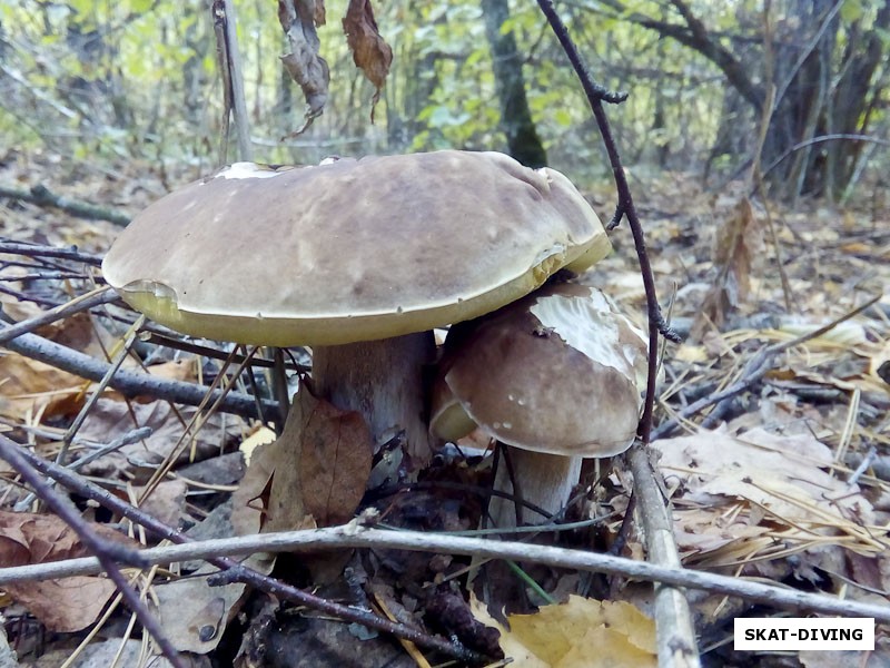 Более взрослый белый гриб оберегает своего маленького братика
