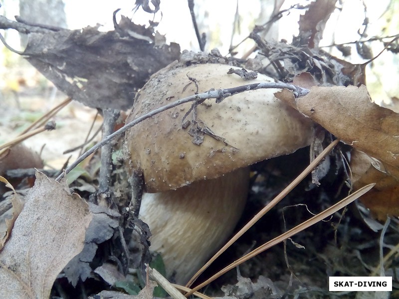Почитайте кстати про грибы с научной точки зрения, ведь многие из вас могут думать, что грибы - это растения...