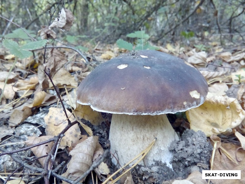 Мечта любого грибника - белый гриб с темной шляпкой на толстой ноге