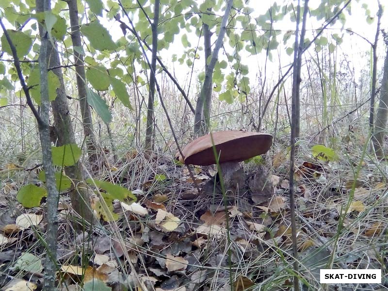 Уже изрядно состарившийся подосиновик, удачно спрятавший себя от многих грибников в кустарнике