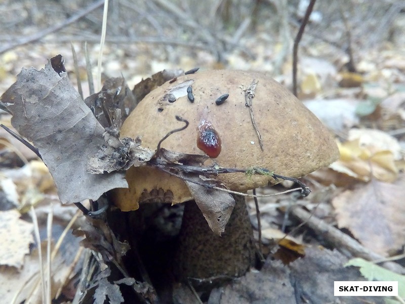 На некоторых грибах встречались странные капельки, природу которых понять пока так и не удалось (
