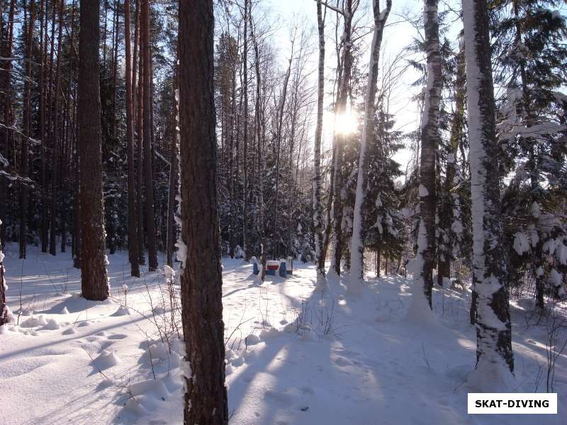 заснеженные лес на берегу озера