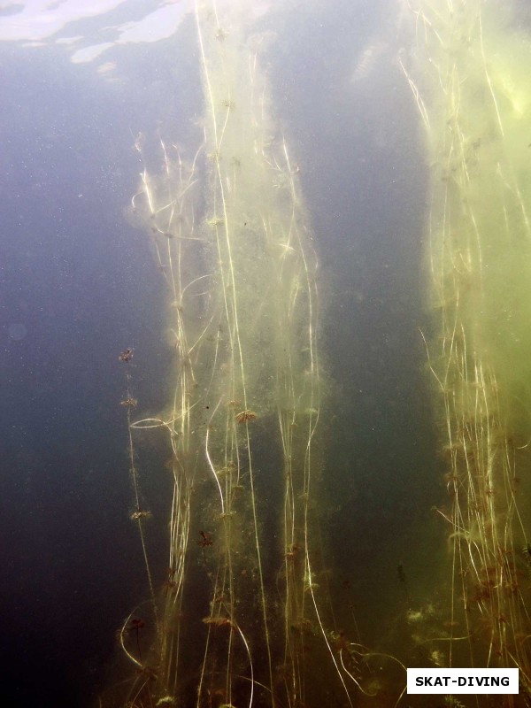 Некоторые водоросли тянутся к поверхности образуя причудливые колонны