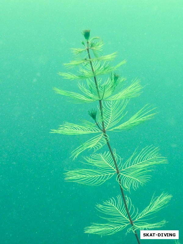 Основной вид подводной растительности Керамзита крупным планом