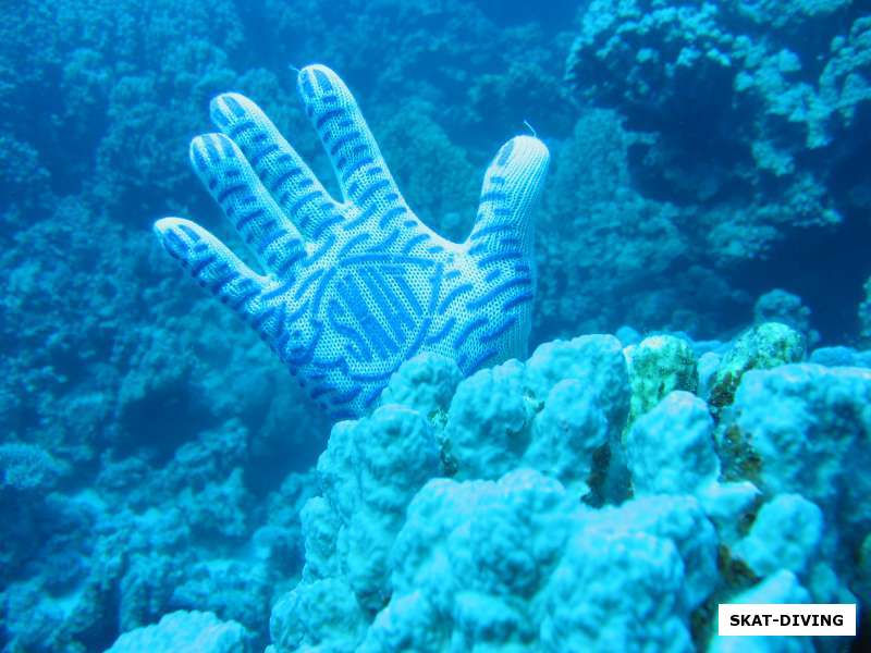 перчатки скат на красном море
