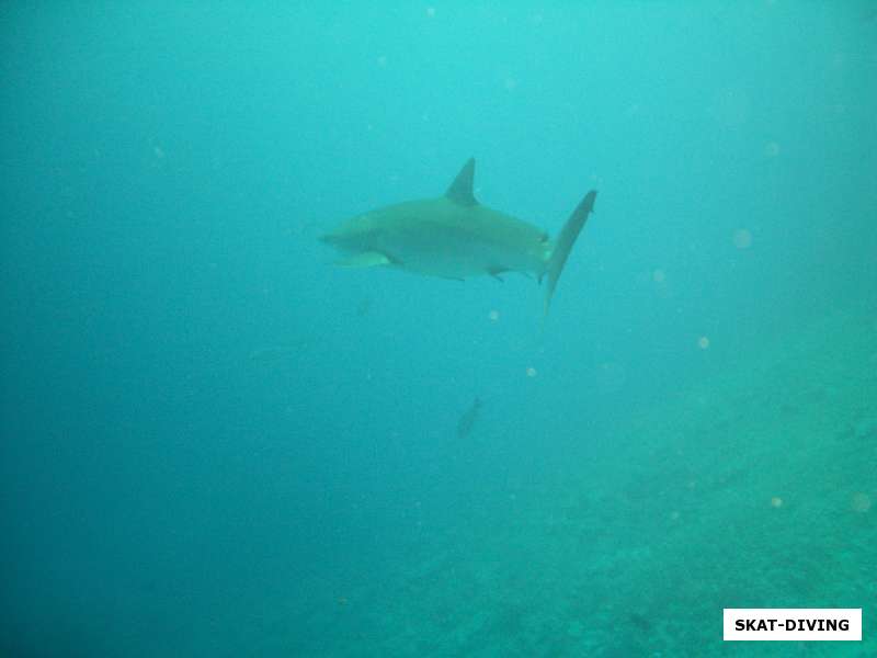 белоперая акула красного моря