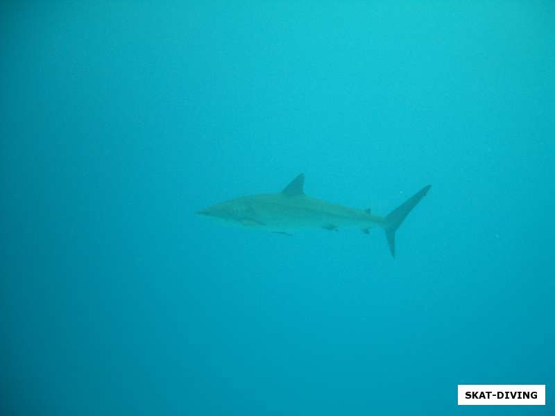 белоперая акула у островов сент джонс