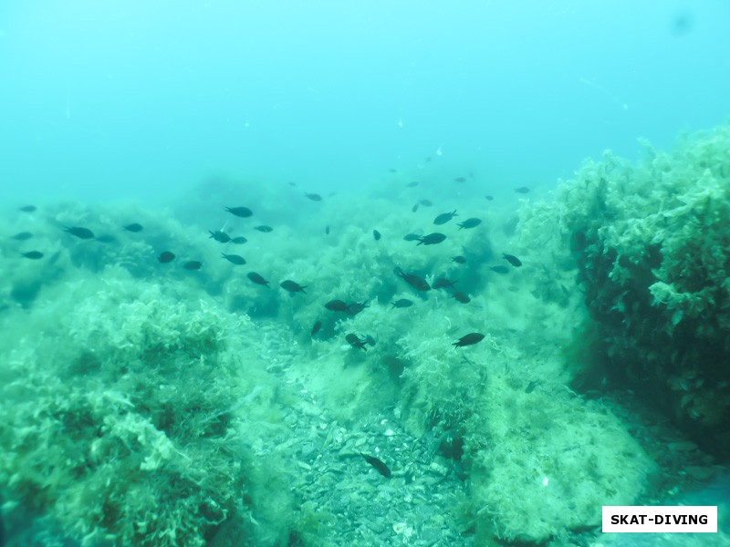 Еще один приятный сюрприз: обилие непуганой подводной живности