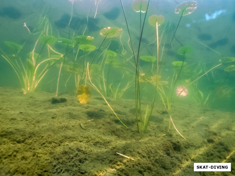 Знаменитые кувшинки Круглого озера, подобраться к ним с аквалангом сложно: уж больно мелко они растут