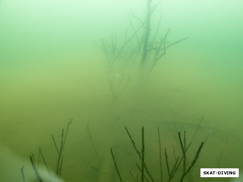 Подводный лес особенно красив на границе теплой и холодной воды