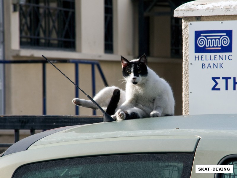 Местный коты и кошки везде, на машинах и под машинами, на деревьях и под деревьями