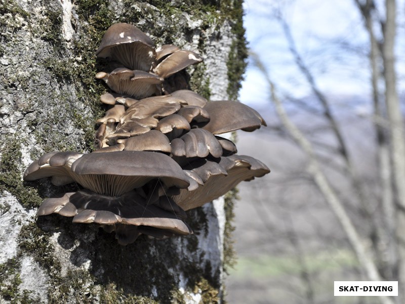 Будут ли в этом году грибы? В горах Кабардино-Балкарии уже есть))