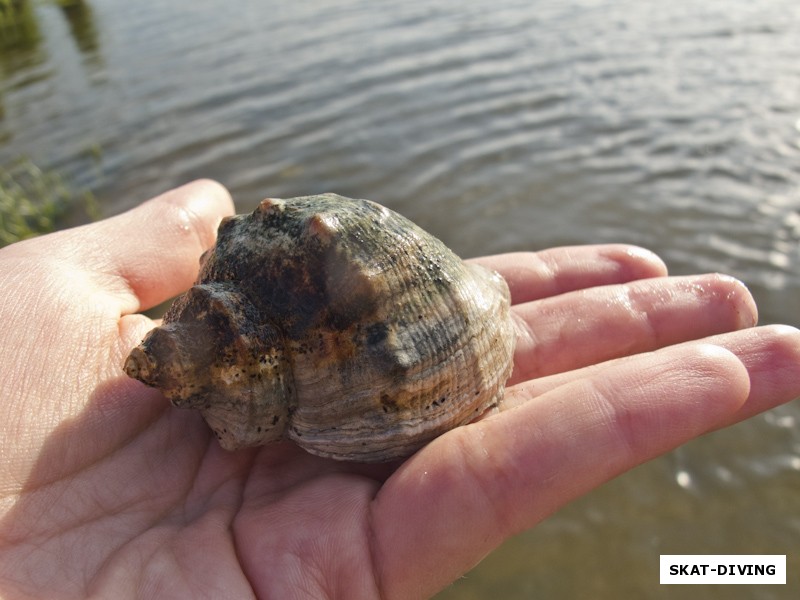 А вот и выпущенные в водохранилище рапаны все чаще попадаются под водой))