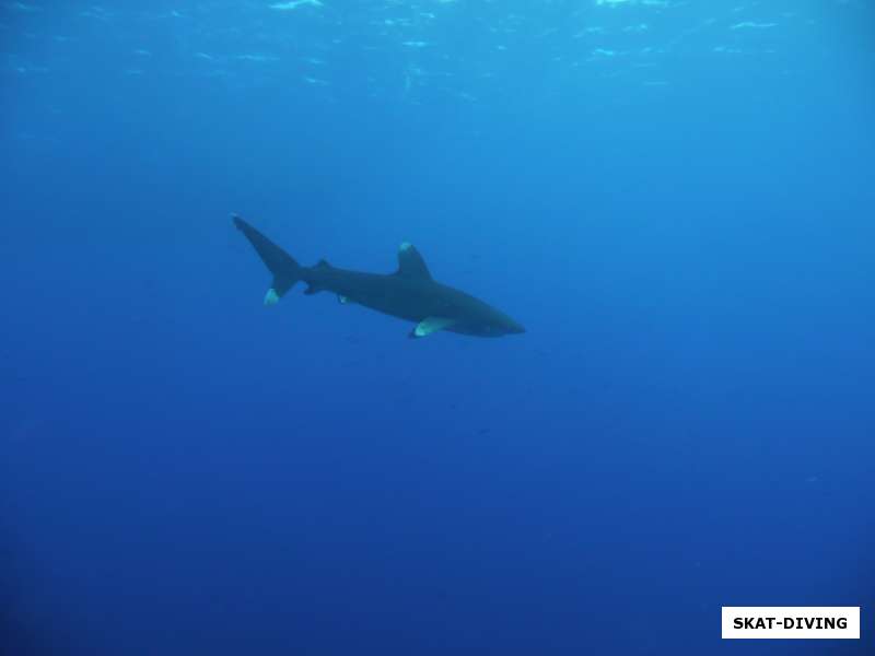 белоперая акула на красном море