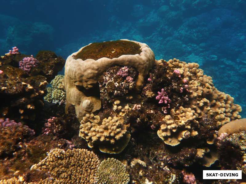 кораллы красного моря
