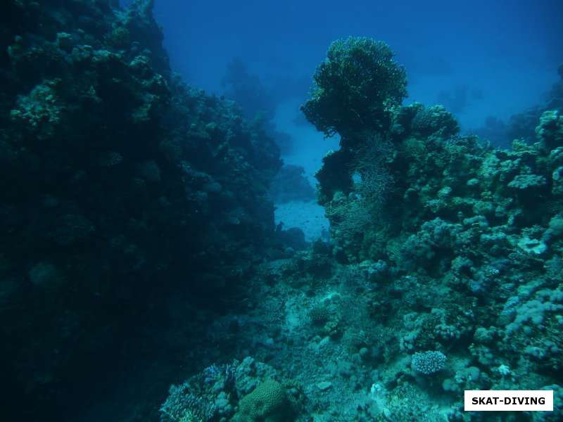 рифы красного моря
