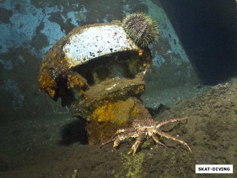 Камчатский краб разгуливает по палубе корабля, морской еж решил подняться повыше