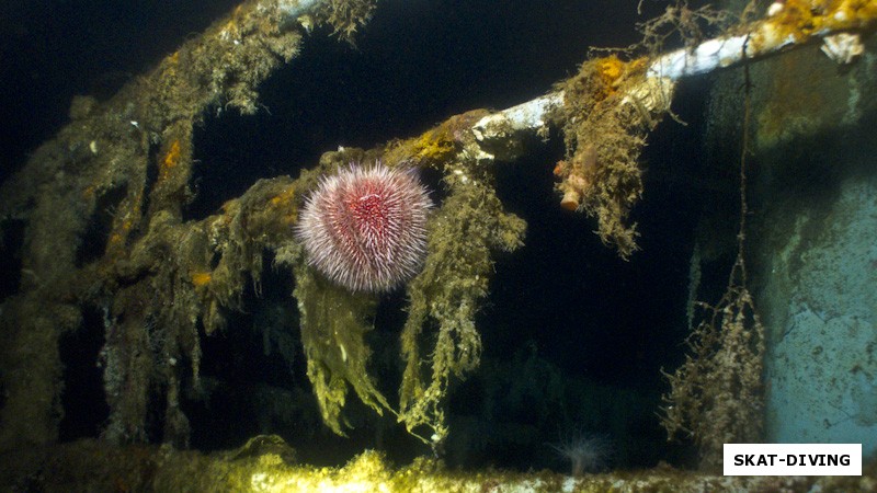 Яркий ежик на фоне покрытых коррозией и водорослями палубных ограждений