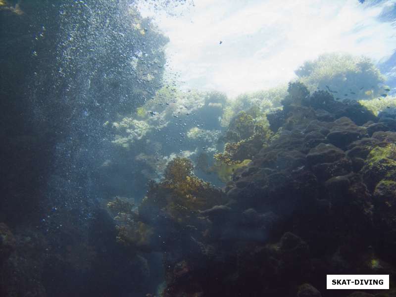 кораллы красного моря