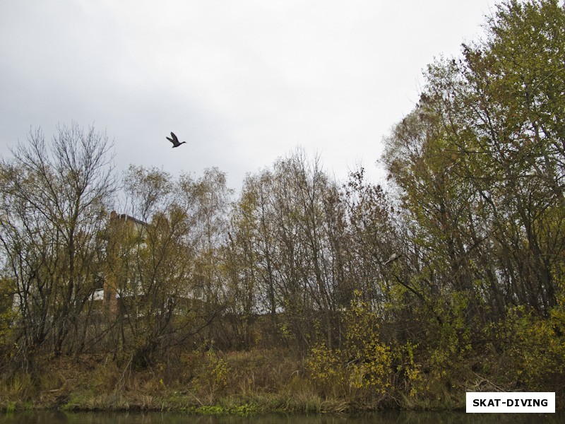 А по воде плавают утки, вспархивая в небо перед лодкой