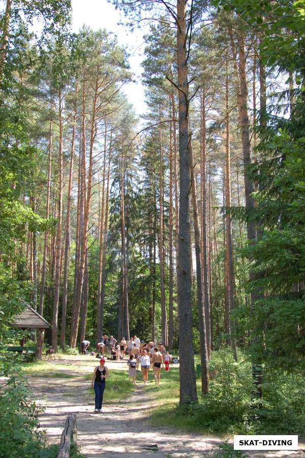 лагерь в лесу