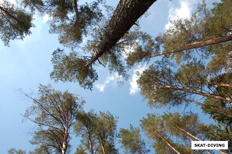 верхушки деревьев и голубое небо