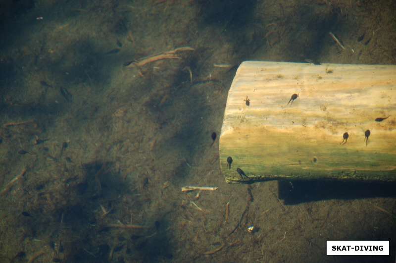 головастики в воде