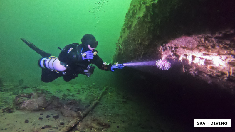 Погосян Артем, на затонувших объектах можно легко отыскать яркие актинии